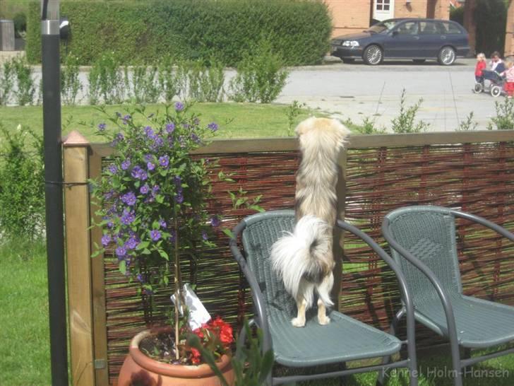 Tibetansk spaniel Kri Kris Everlasting Juno - Hvem kommer...? billede 2