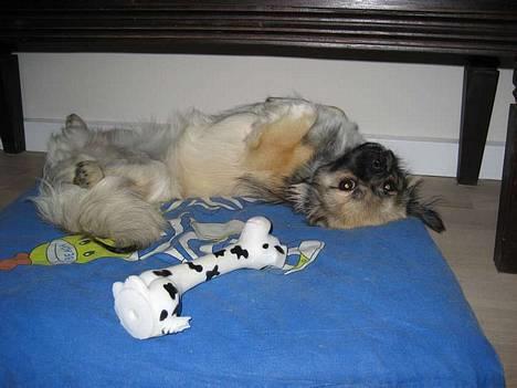 Tibetansk spaniel Kri Kris Everlasting Juno - "Sov sødt lille Juno, og visse-lul..." billede 3