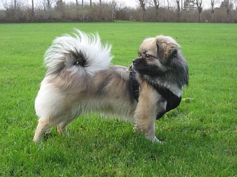 Tibetansk spaniel Kri Kris Everlasting Juno - Juno på marken... billede 4