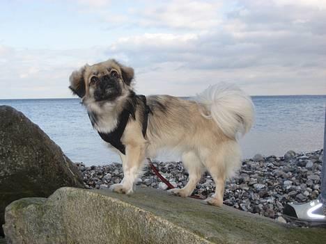 Tibetansk spaniel Kri Kris Everlasting Juno - Hej med jer ;-) billede 5