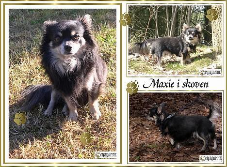 Chihuahua Lynet (Maxie 9år d.8 MAJ 2012 blev han - The hunter in the hood..........in the woot...eller whood.....eller..???.............i skoven, okay!! billede 11