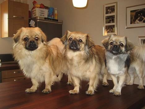 Tibetansk spaniel Kri Kris Everlasting Juno - Her er hun med sin mor (i midten) og brormand Hugo (til højre). billede 6