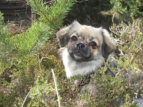 Tibetansk spaniel Kri Kris Everlasting Juno - Skønne Juno :-) billede 7