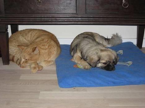 Tibetansk spaniel Kri Kris Everlasting Juno - Her sammen med tykke Valdemar :-) billede 8