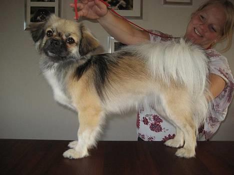 Tibetansk spaniel Kri Kris Everlasting Juno - Her står hun klar til udstillingsringen... billede 9
