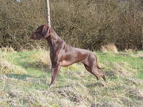 Blanding af racer Athene R.I.P  :0( billede 16