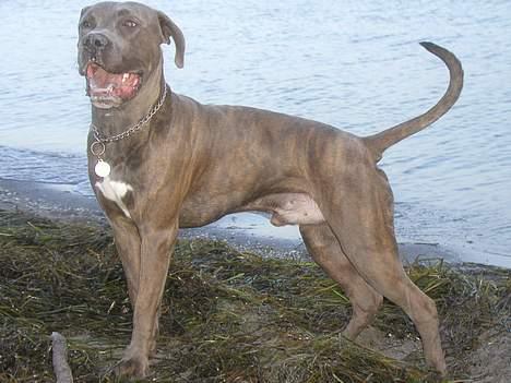 Blanding af racer Gino billede 1