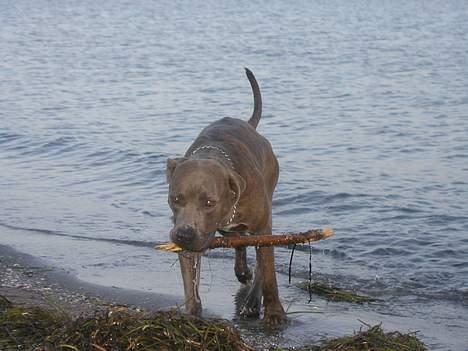 Blanding af racer Gino billede 2
