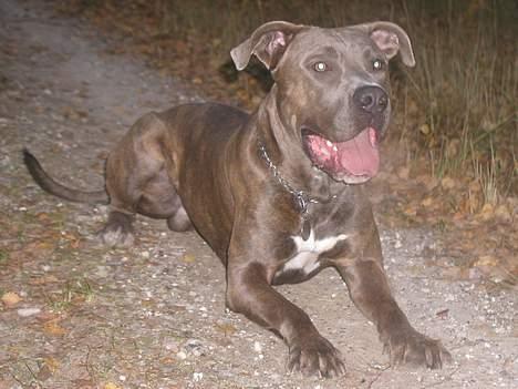 Blanding af racer Gino billede 3