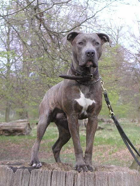 Blanding af racer Gino billede 4