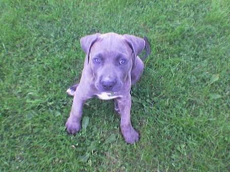 Blanding af racer Gino billede 5