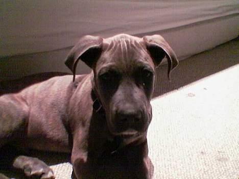 Blanding af racer Gino billede 6