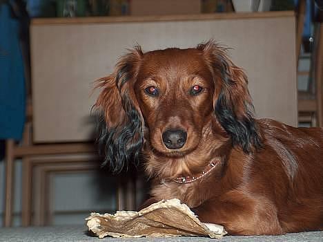 Dværggravhund Sille - Sille-pigen er nu et halvt år gammel – Hun er bare dejlig billede 6