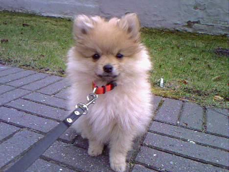 Pomeranian Mille - Mille nyder det dejlige sommervejr billede 3