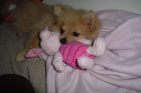 Pomeranian Mille - så puttes der med grisling... billede 4