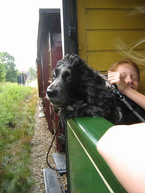 Cocker spaniel Idefix  - idefix er ude at køre i tog, ret gammelt billede :) billede 13