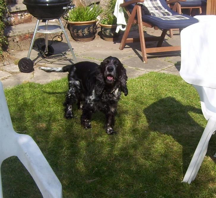 Cocker spaniel Idefix  - Maj 2009 billede 14