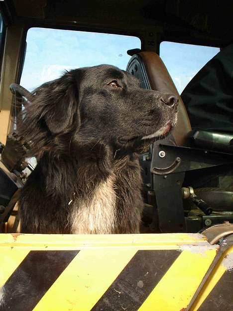 Blanding af racer Bella billede 9