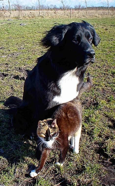 Blanding af racer Bella billede 10