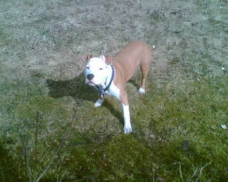 Amerikansk staffordshire terrier Keyto - Hmm, hvad? (I haven) billede 11