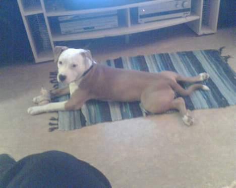 Amerikansk staffordshire terrier Keyto - Mere frø.. men jeg er da sød? billede 12