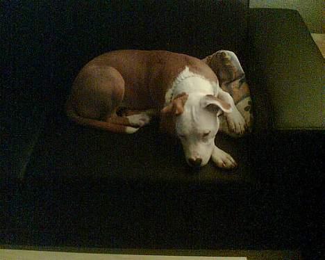 Amerikansk staffordshire terrier Keyto - Prøver at sove.. -i sofaen- billede 13