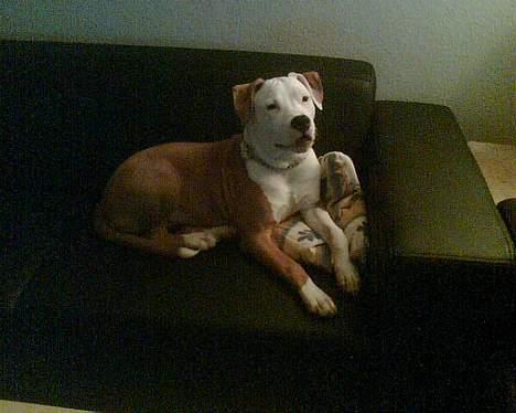 Amerikansk staffordshire terrier Keyto - Hov, der kommer nogen.. Må heller fortælle mor det.. Grrrr, vooouv.. billede 14