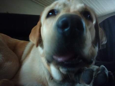 Labrador retriever Balou (RIP) - et lille nærbilled af balou.. billede 2