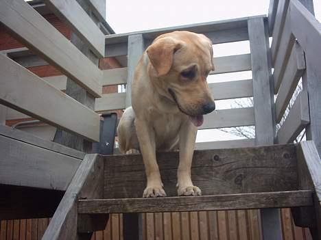 Labrador retriever Balou (RIP) - taget på terassen,, han sidder rigtig og holder øje med hva de laver i haven.. billede 3