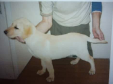 Labrador retriever Balou (RIP) - først billed vi så af ham billede 4