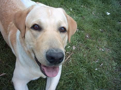 Labrador retriever Balou (RIP) - dejlige baloou <3 billede 5