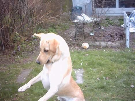 Labrador retriever Balou (RIP) - jaa...!! her hopper han så op i luften.. :D billede 6