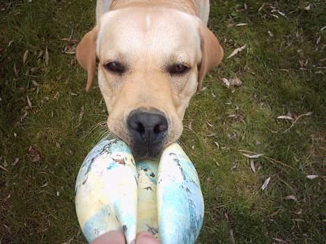 Labrador retriever Balou (RIP) - leger med en bold. billede 7