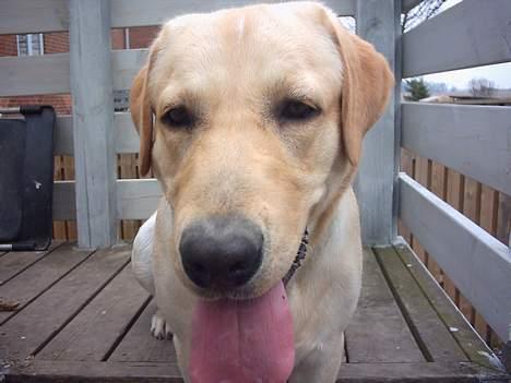 Labrador retriever Balou (RIP) - nær billede <3 billede 8
