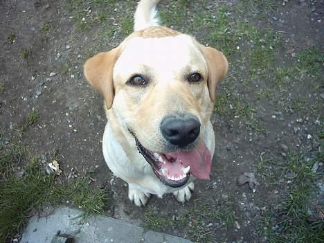 Labrador retriever Balou (RIP) - taget oppe fra :D billede 9