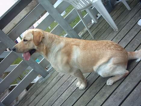 Labrador retriever Balou (RIP) - baloou fra siden ! billede 10