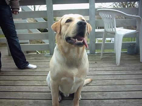Labrador retriever Balou (RIP) - lille baloou <3 billede 11