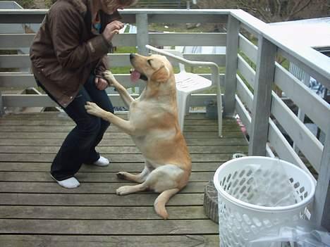 Labrador retriever Balou (RIP) - prøv og se hvordan den sidder engang ! billede 12