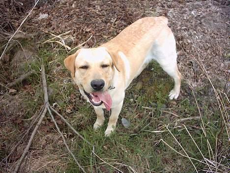 Labrador retriever Balou (RIP) - lille baloou <3 billede 13