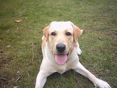 Labrador retriever Balou (RIP) - balubsen billede 14