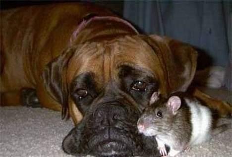 Boxer king er sovet ind juli måndet billede 19