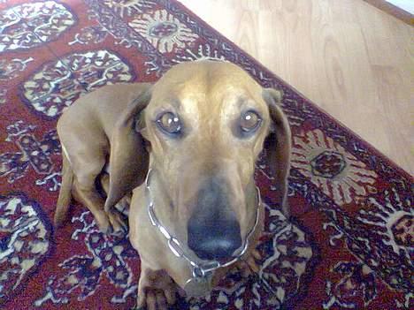 Gravhund Mads - Se lige mine øjne billede 6