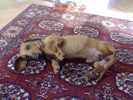 Gravhund Mads - Kom nuuuu klø mig nu på Mavsen billede 7