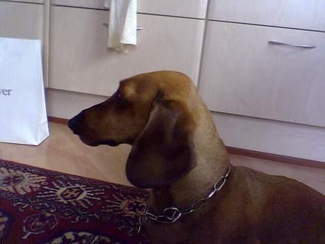 Gravhund Mads - Hmm det ringer på døren billede 8