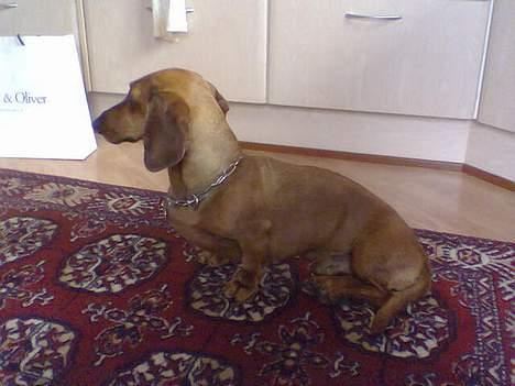 Gravhund Mads - skal jeg bide eller skal jeg ikke? Jeg skal ikk billede 9