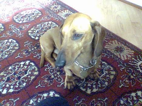 Gravhund Mads - ej kattene har det sjovt derude billede 10