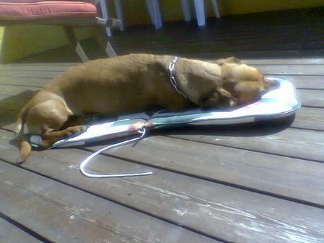 Gravhund Mads - Super træt og det var meget meget varmt billede 11