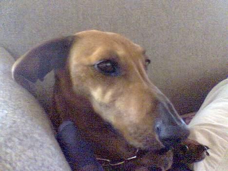 Gravhund Mads - hun bliver squ ved billede 12