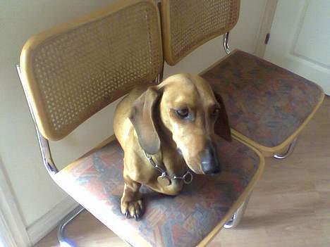 Gravhund Mads - hvad er der? er jeg pæn  billede 13