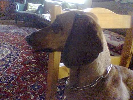 Gravhund Mads - Hmm er der Mad nu? billede 14